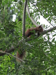 SX27571 Red squirrel in campign Le Stade, Argeles-sur-Mer.jpg